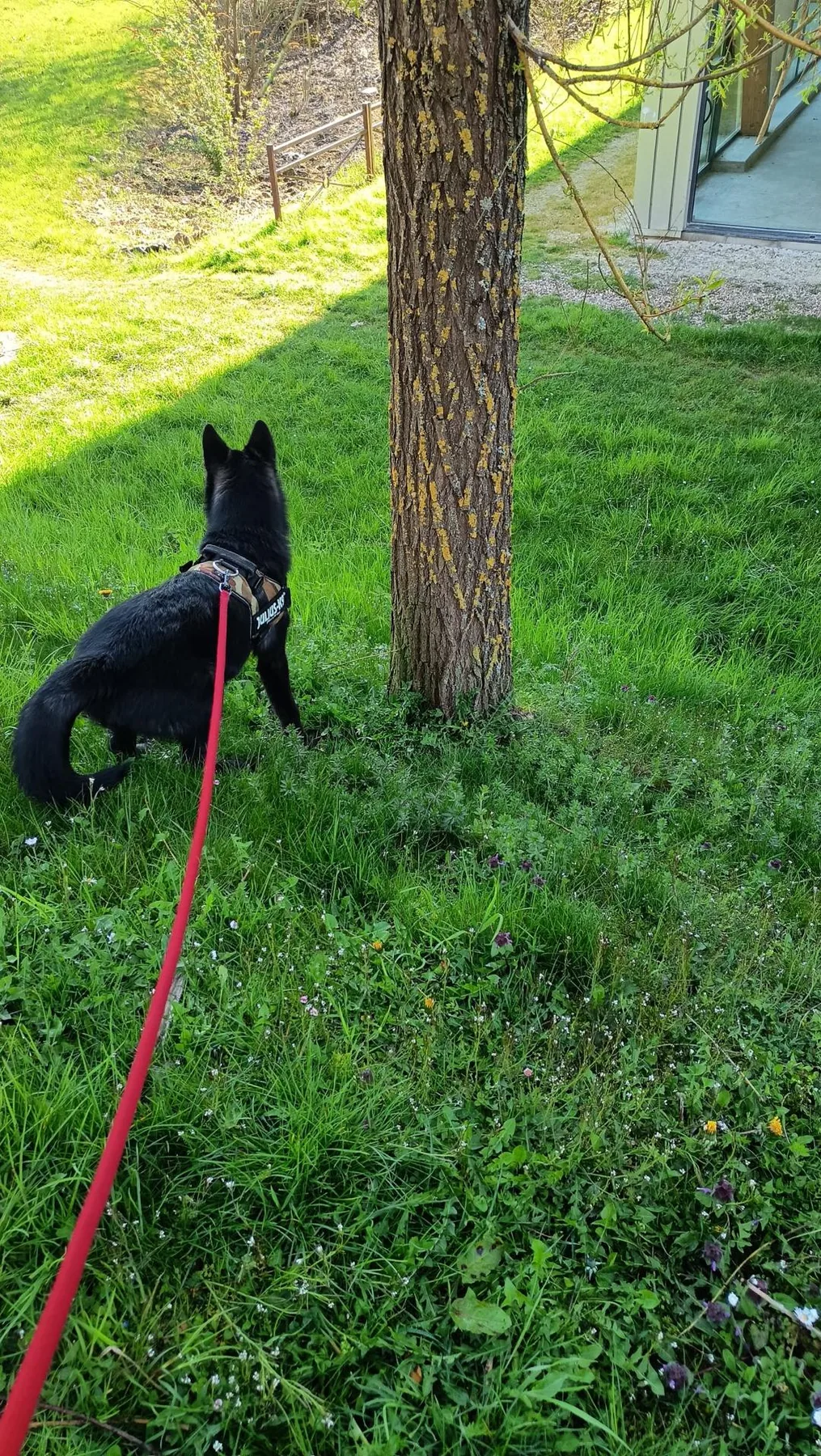 Promenade de chien en laisse pendant une prestation de pet sitting