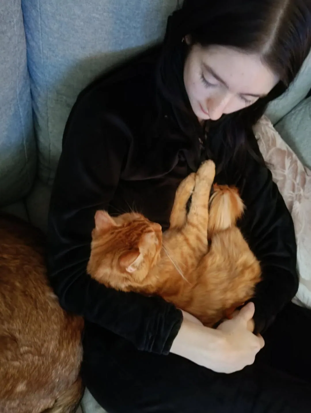 Chat câliné pendant une garde à domicile