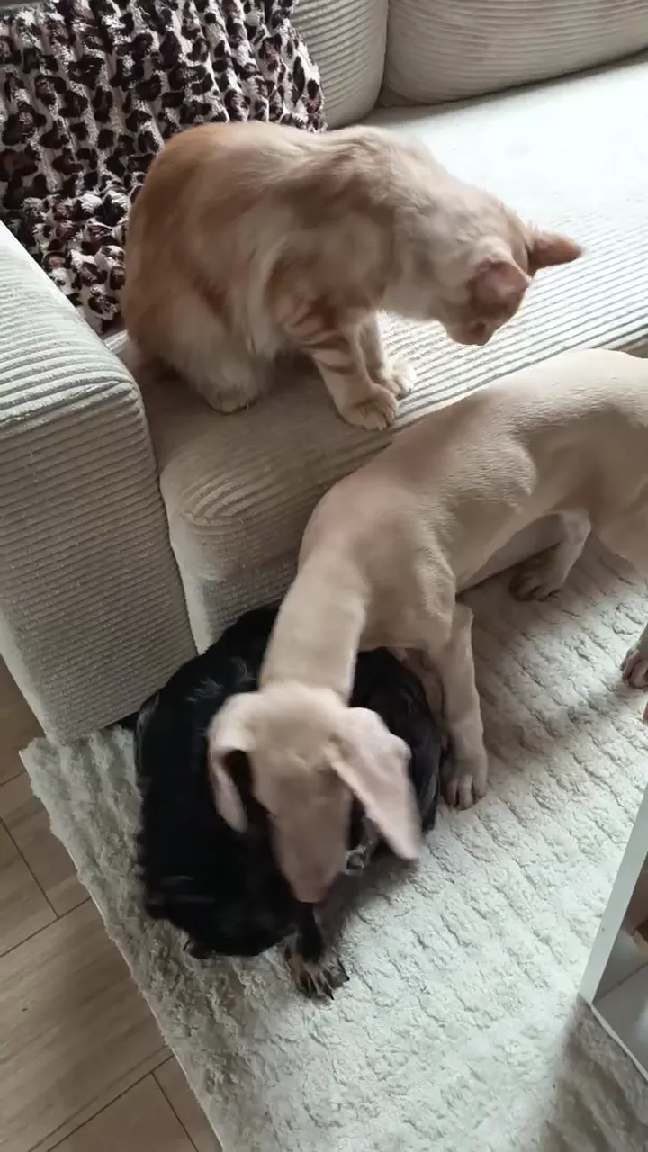 Vidéo de la galerie