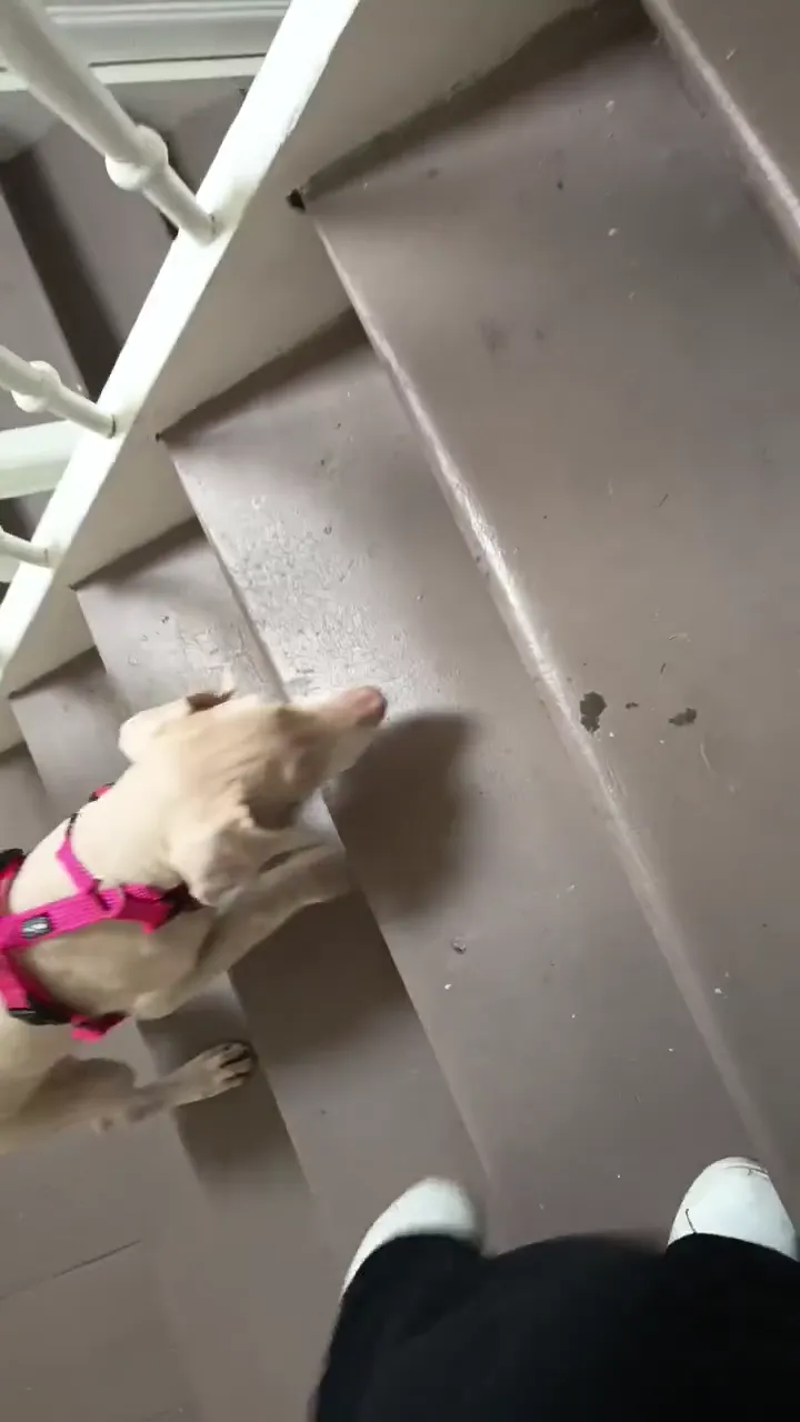Vidéo de la galerie