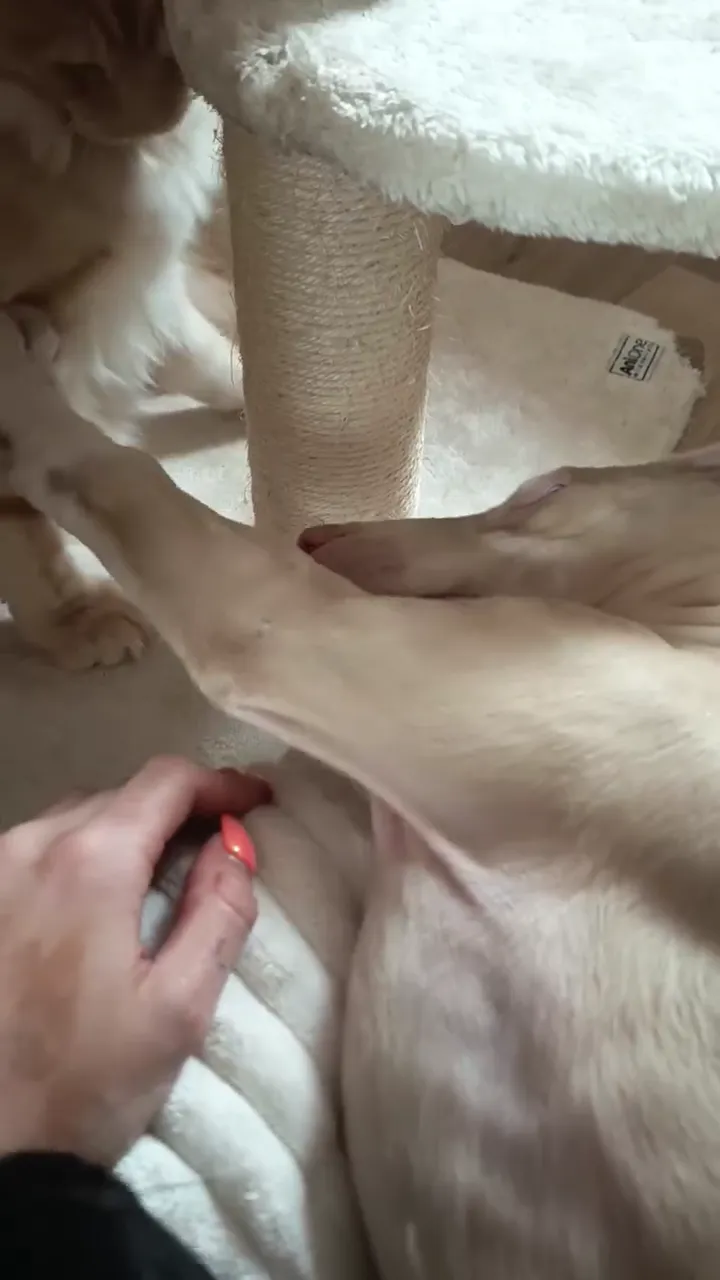 Vidéo de la galerie