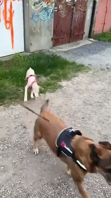 Vidéo de la galerie