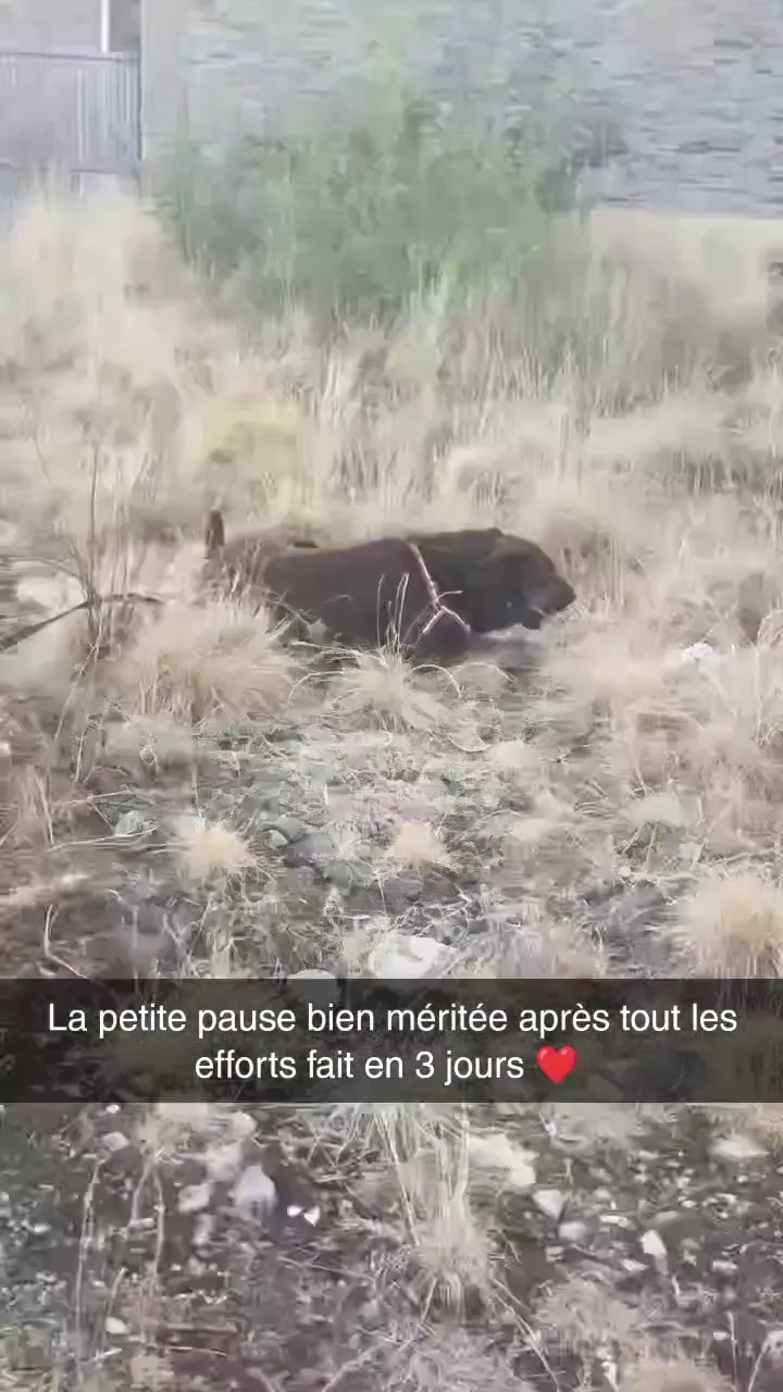 Vidéo de la galerie