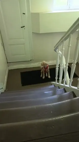 Vidéo de la galerie