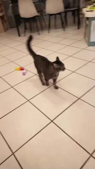 Vidéo de la galerie