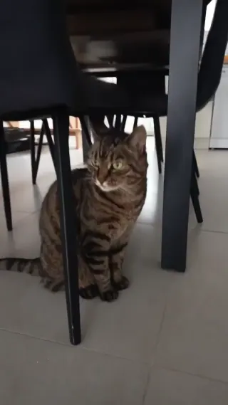 Vidéo de la galerie