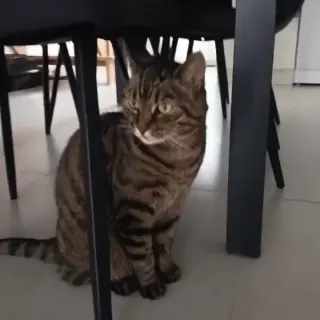Vidéo de la galerie